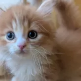 マンチカン(短足)