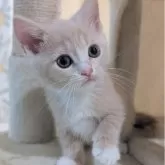 マンチカン(長足)