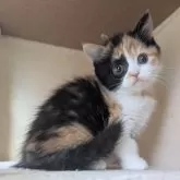 マンチカン(長足)