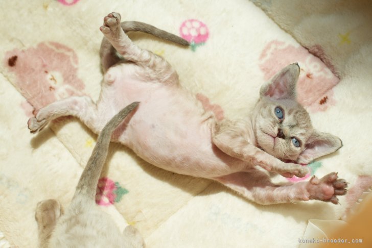良田健太ブリーダーのブログ：初めてのデボンレックス仔猫