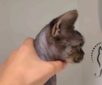 デボンレックス【・女の子・2022年9月5日・ブラウンタビー】