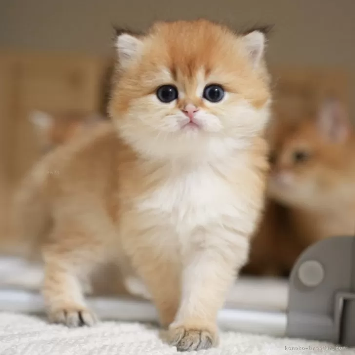 ID:2404-01424の子猫