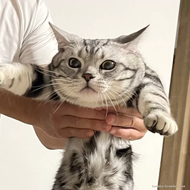 ぴょん 様のお迎えした子猫