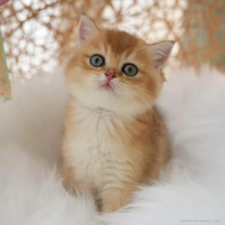 ID：2404-01428の子猫