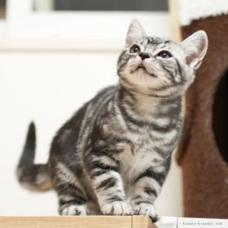 ID:2311-01662の子猫