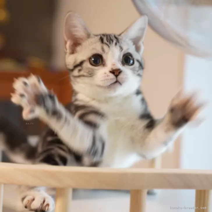 ID:2407-00352の子猫