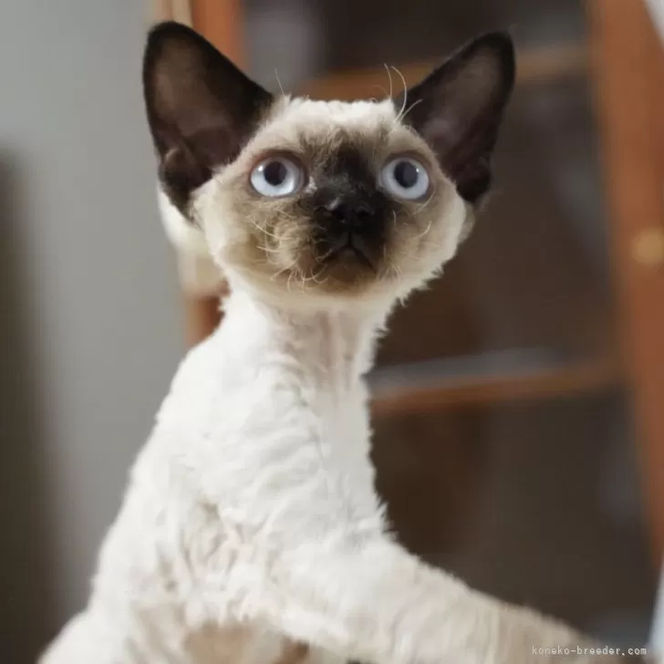 ID:2409-02561の子猫