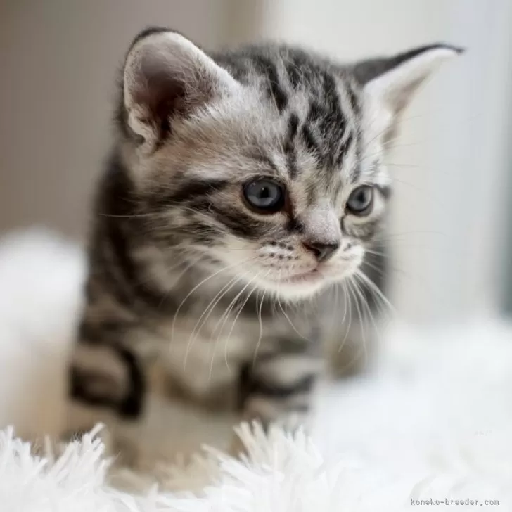 ID：2404-02721の子猫
