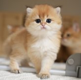 ブリティッシュロングヘア