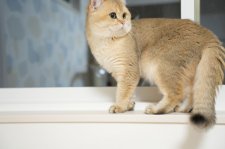 ブリティッシュショートヘア【・男の子・2022年9月29日・ゴールド】