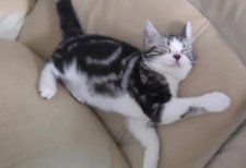 アメリカンショートヘア【・女の子・2022年1月3日・シルバータビー&ホワイト】「生後4ヶ月のポニョちゃん」