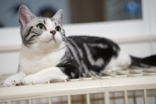 アメリカンショートヘア【・女の子・2022年1月3日・シルバータビー&ホワイト】