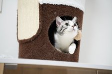 アメリカンショートヘア【・女の子・2022年1月3日・シルバータビー&ホワイト】