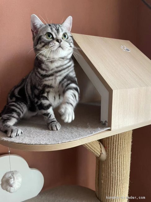 アメリカンショートヘア【・男の子・2023年3月25日・シルバータビー】