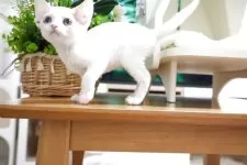 デボンレックス【香川県・男の子・2025年6月25日・ホワイト】の写真11