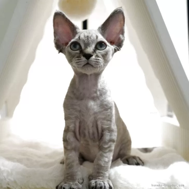 ID:2504-03530の子猫