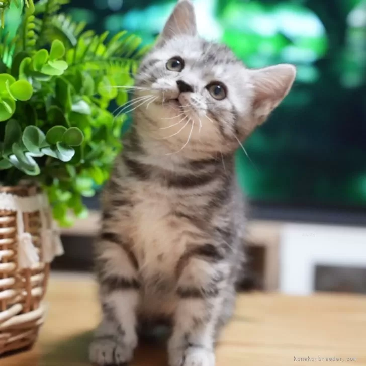 ID：2509-00381の子猫