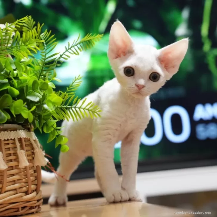 ID：2508-01324の子猫