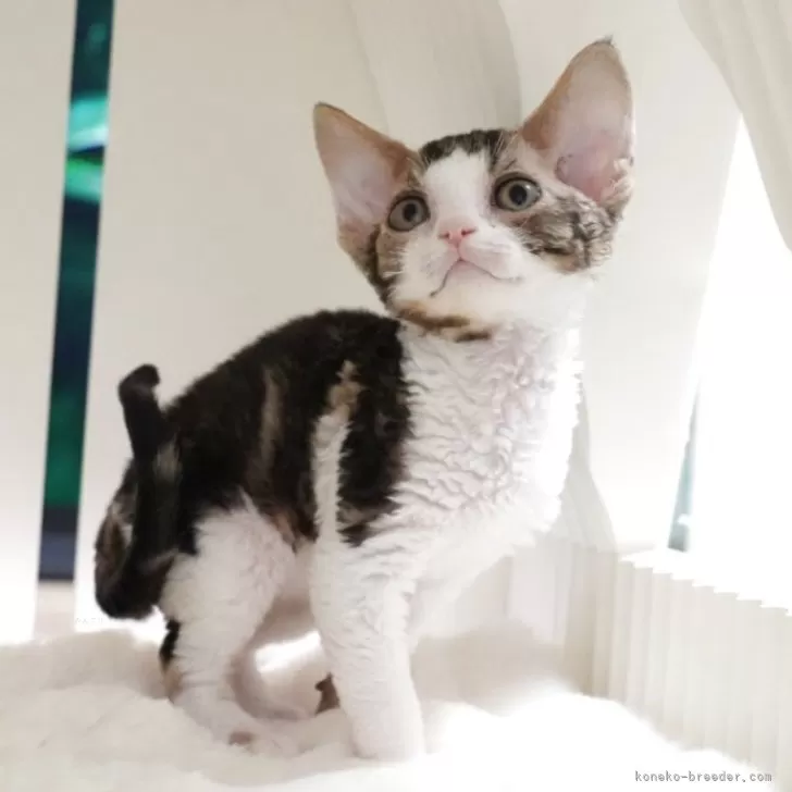 ID：2508-01327の子猫