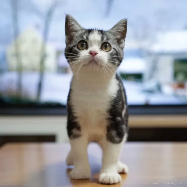 ID：2505-03512の子猫