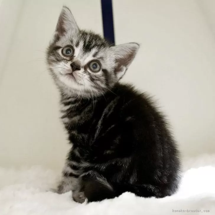 ID：2505-03522の子猫