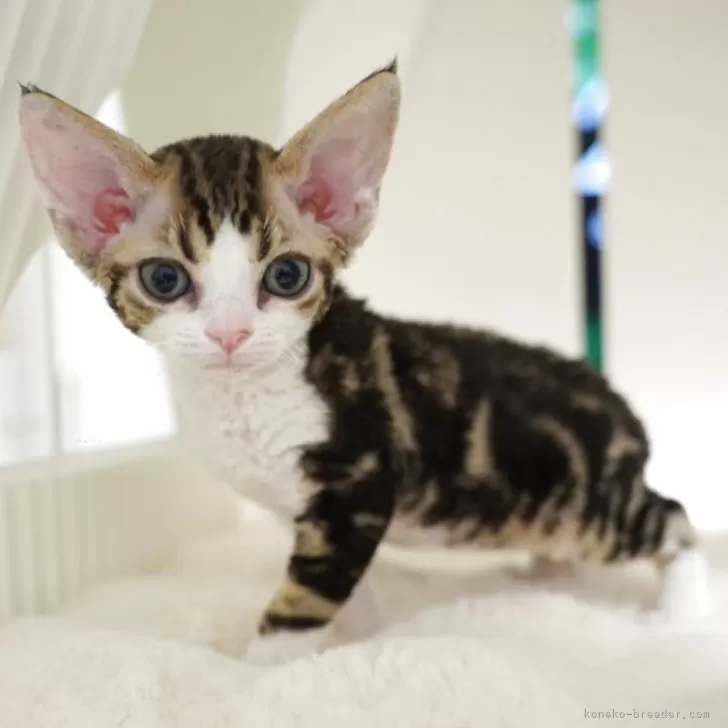 ID：2508-01326の子猫