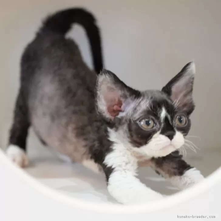 ID：2503-00785の子猫
