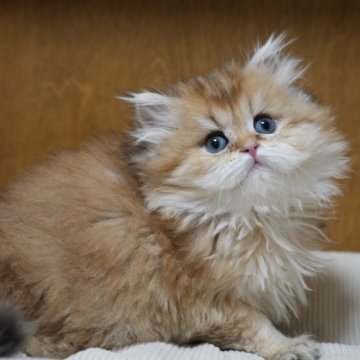 ブリティッシュロングヘア【香川県・男の子・2025年12月13日・ゴールデン（ふわふわ）】の写真「もふもふの人懐っこい子」