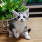 アメリカンショートヘア