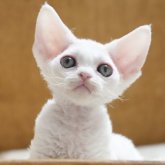 デボンレックス