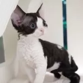 デボンレックス