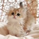 ブリティッシュロングヘア