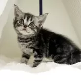アメリカンショートヘア