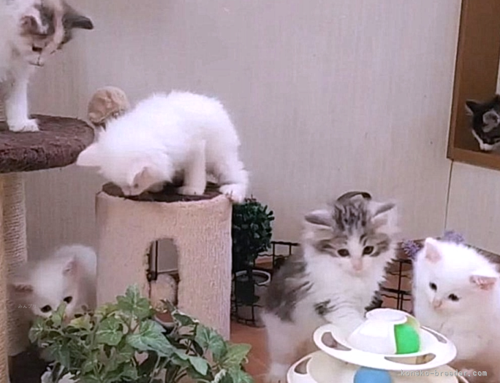 子猫たちはお引渡しまで一緒に遊んでいます💗｜田村　邦子(たむら　くにこ)ブリーダー(埼玉県・サイベリアンなど・ICC登録)の紹介写真9