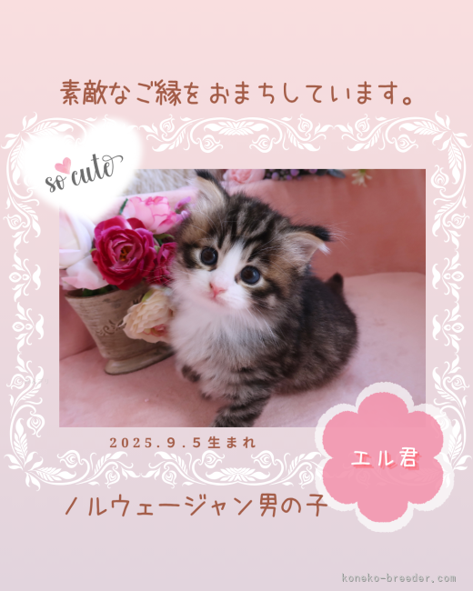 田村邦子ブリーダーのブログ：ブルーリボンの子猫の仮名は『エルくん』