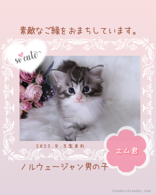 田村邦子ブリーダーのブログ：パープルリボンの子猫の仮名は『エムくん』🌊🤍