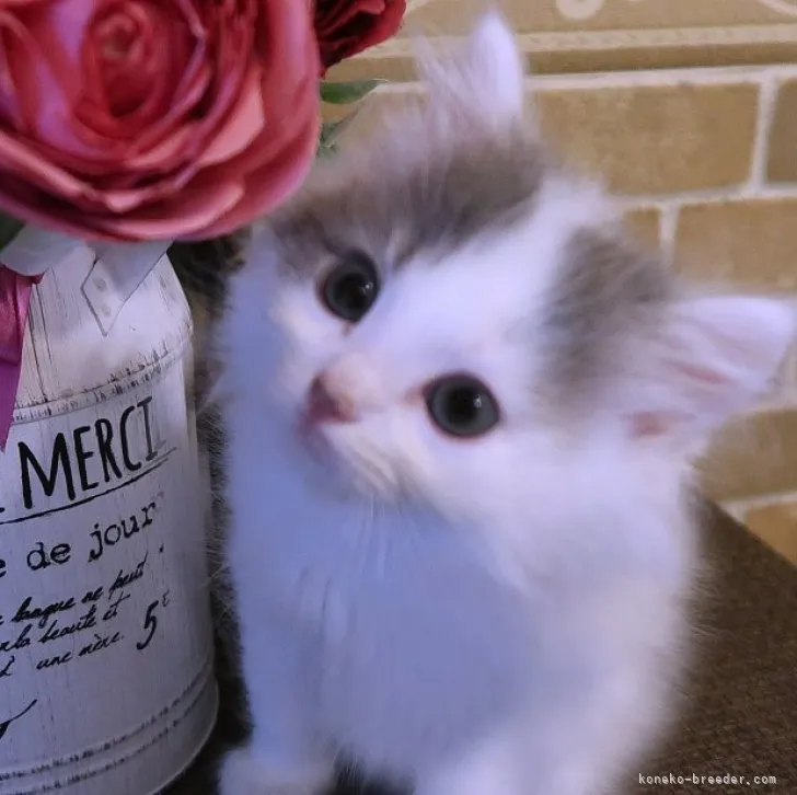 ID:2304-00076の子猫