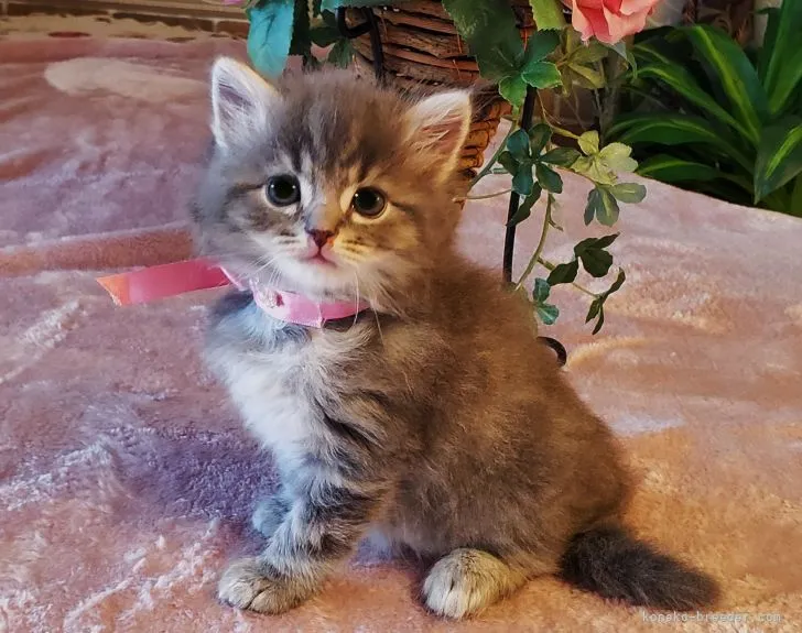 ID:2205-02247の子猫