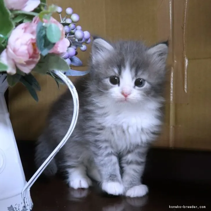 ID:2304-00049の子猫