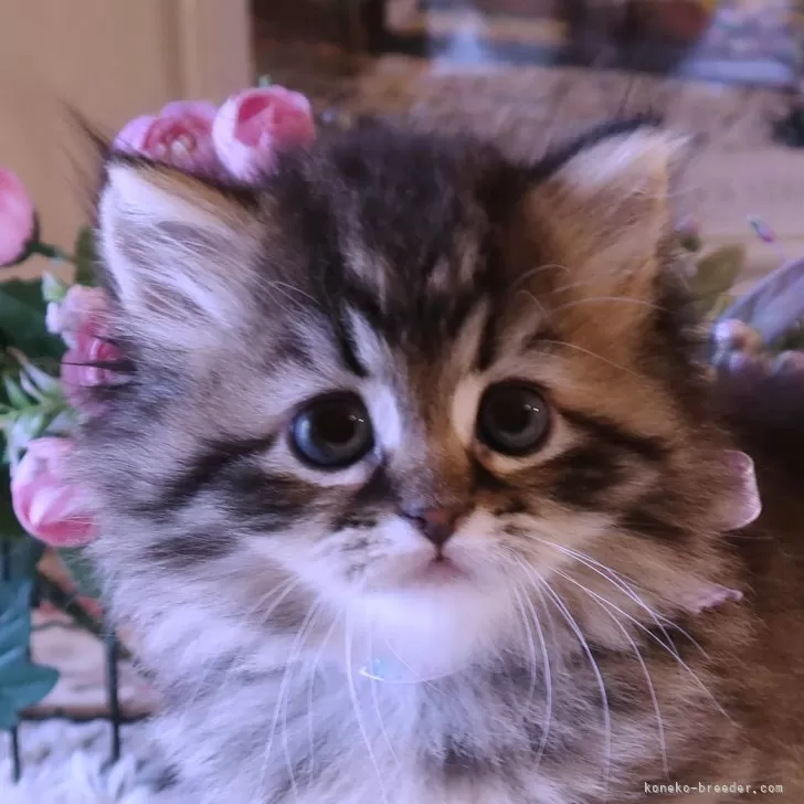 ID:2404-02746の子猫