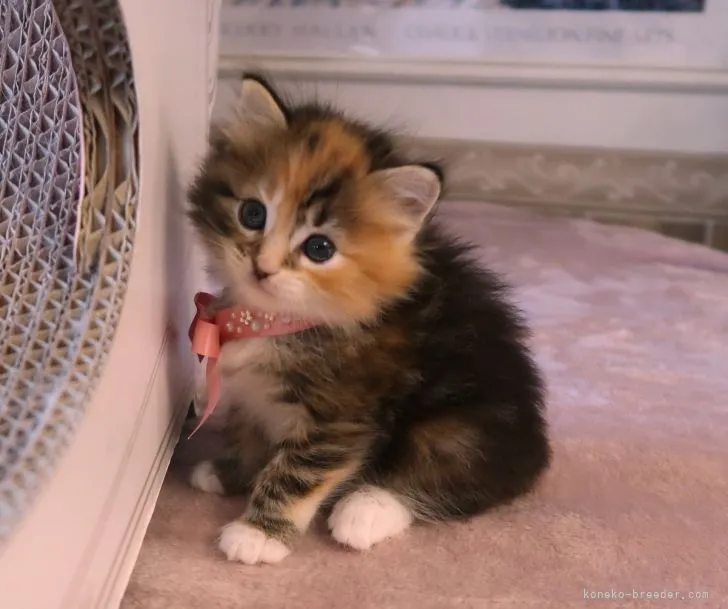 ID:2110-02244の子猫