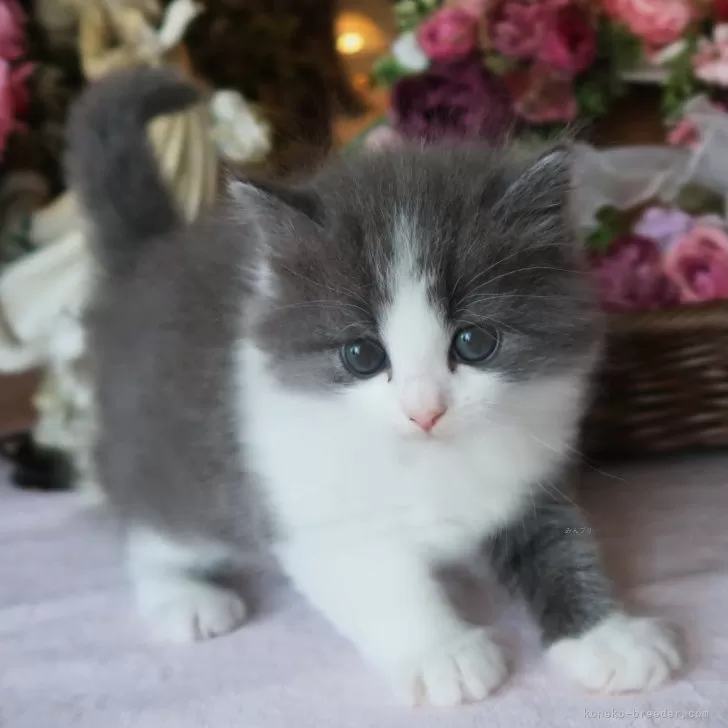 ID:2407-00630の子猫