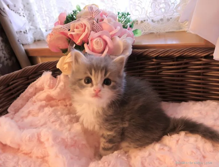 ID:2102-00683の子猫