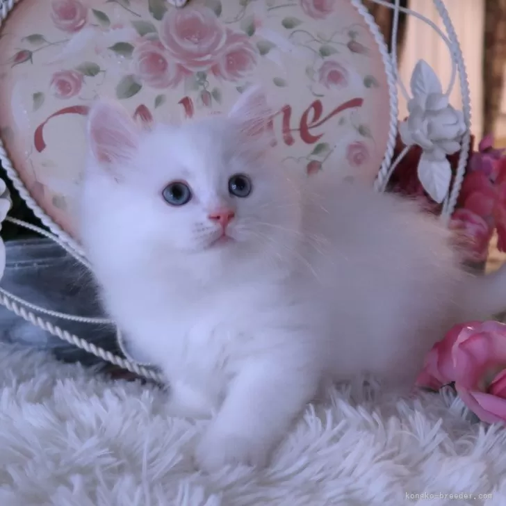 ID：2404-01576の子猫