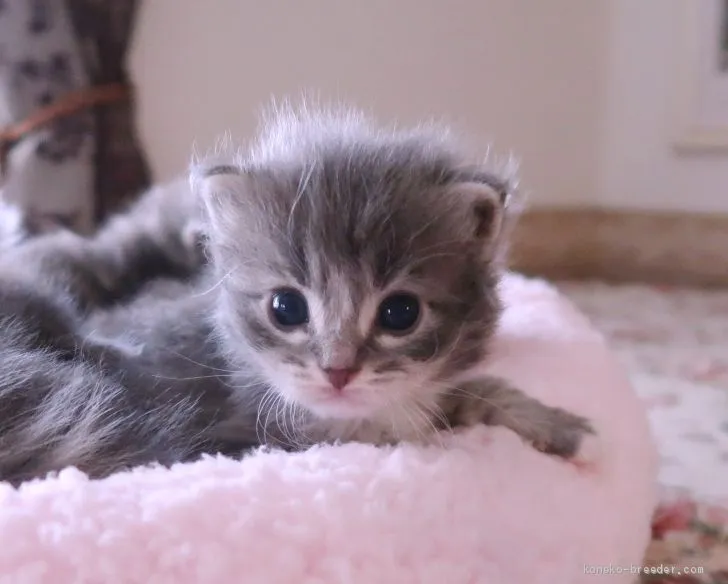 ID：2102-00677の子猫