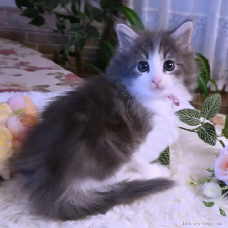 ID：2211-01664の子猫