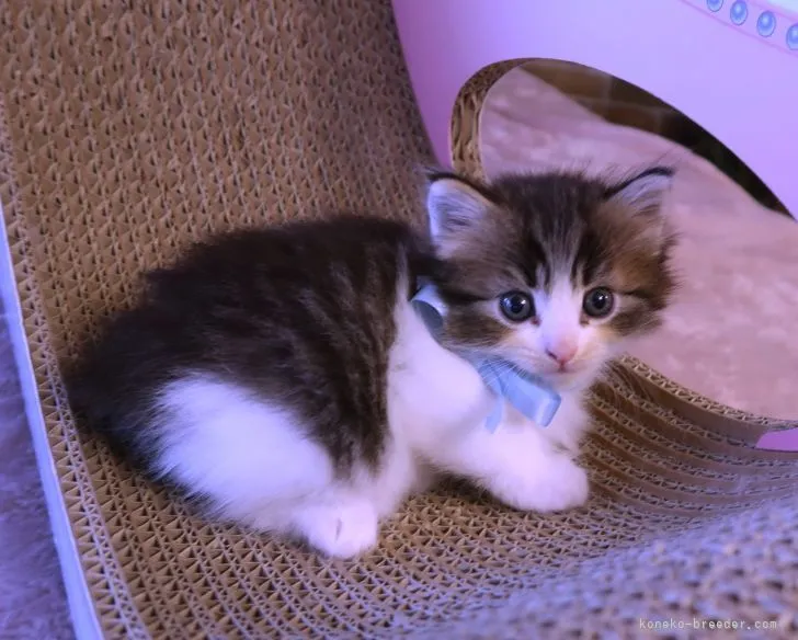 ID:2110-02247の子猫