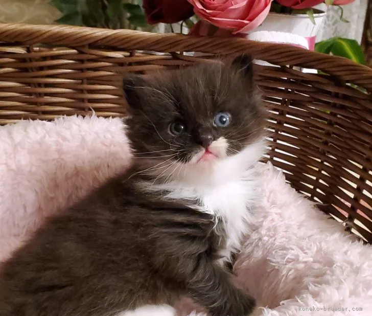 ID：2110-01810の子猫