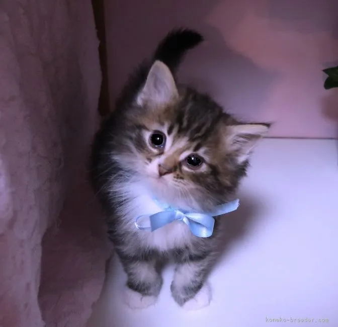 ID：2110-01271の子猫
