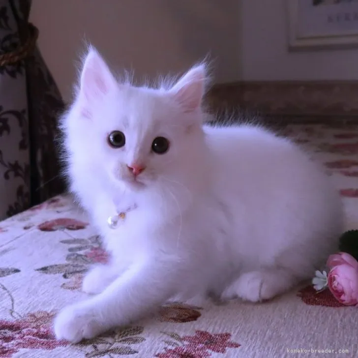ID:2306-01777の子猫